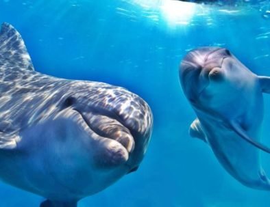 Šnorchlování a plavání s delfíny v Hurghadě