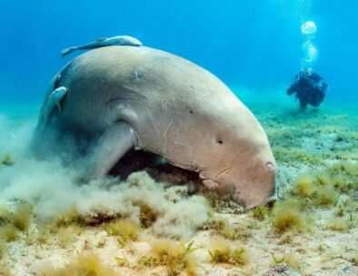 Abu Dabbab – Želví zátoka v Marsa Alam